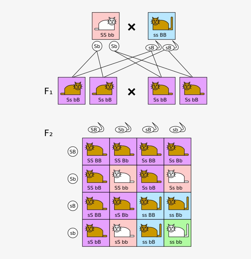 File - Dihybrid Cross - Svg, transparent png #7277284