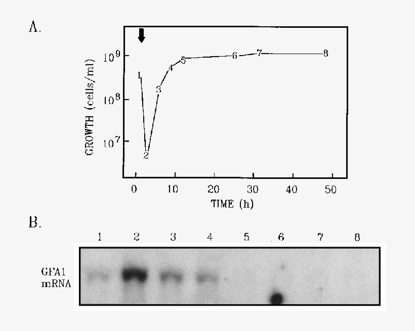Gfa1 Mrna Levels During Growth Of The Yeast Form In, transparent png #7279893