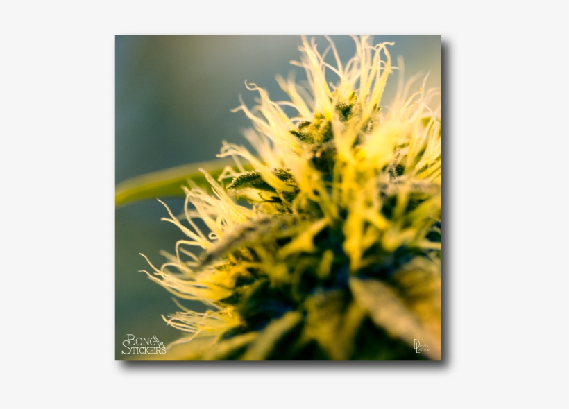 Dank Bud Weed Sticker, transparent png #7282122