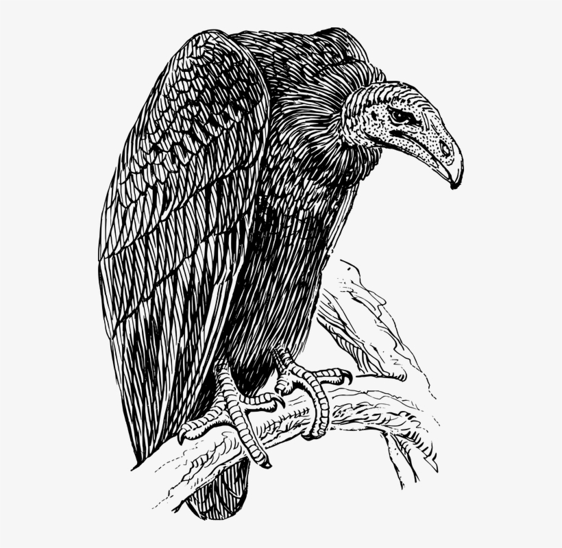 Vulture, transparent png #7289016