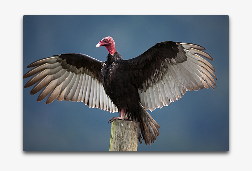 Turkey Vulture, transparent png #7289100