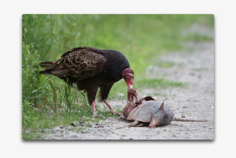 Turkey Vulture Ii, transparent png #7289356