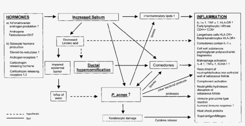Synopsis Of Factors Involved In The Pathogenesis Of, transparent png #7295014