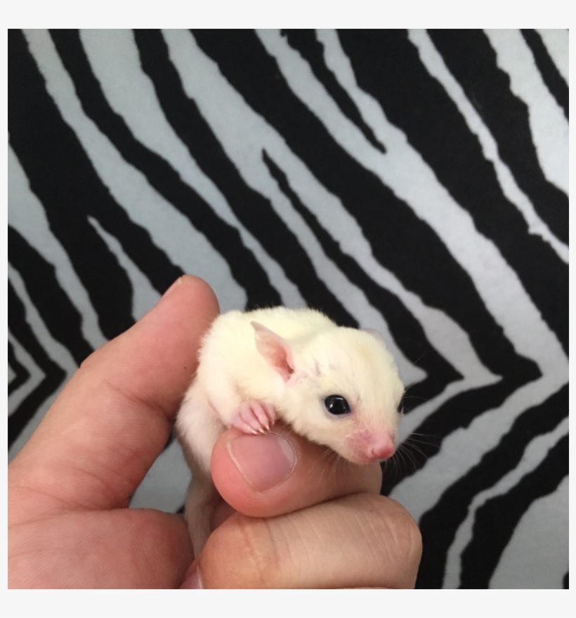 Sugar Glider Png, transparent png #7297508