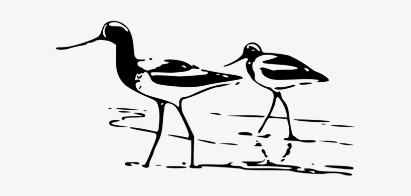 Sandpiper Bird Wader Skimmer Line Art - Shorebird Clipart, transparent png #730059