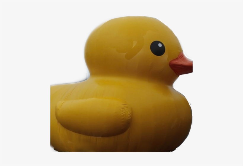 Duck, transparent png #730340