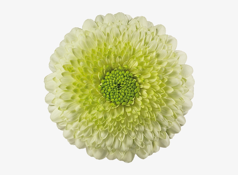 Kermit® - Gerbera Kermit, transparent png #730342
