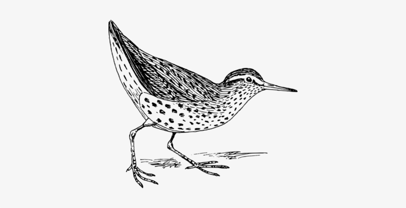 Spotted Sandpiper Bird Computer Icons Drawing - Sandpiper Clip Art, transparent png #730391