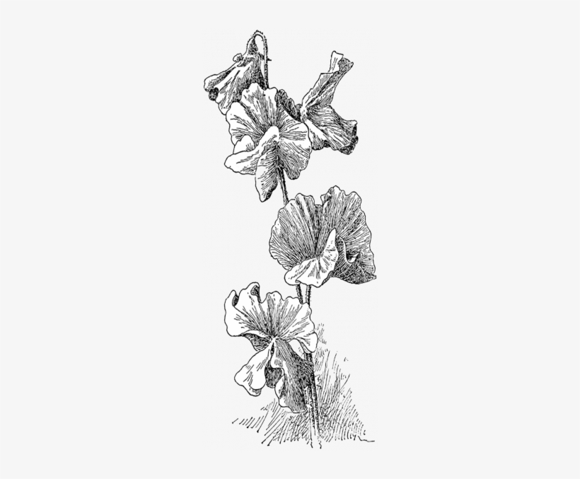 Peas Drawing Pencil - Sweet Pea, transparent png #730551