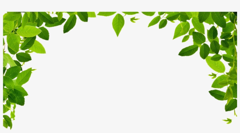 Jungle Border Png Image - Maryruth Organics Organic Liquid Nighttime Multimineral, transparent png #730738