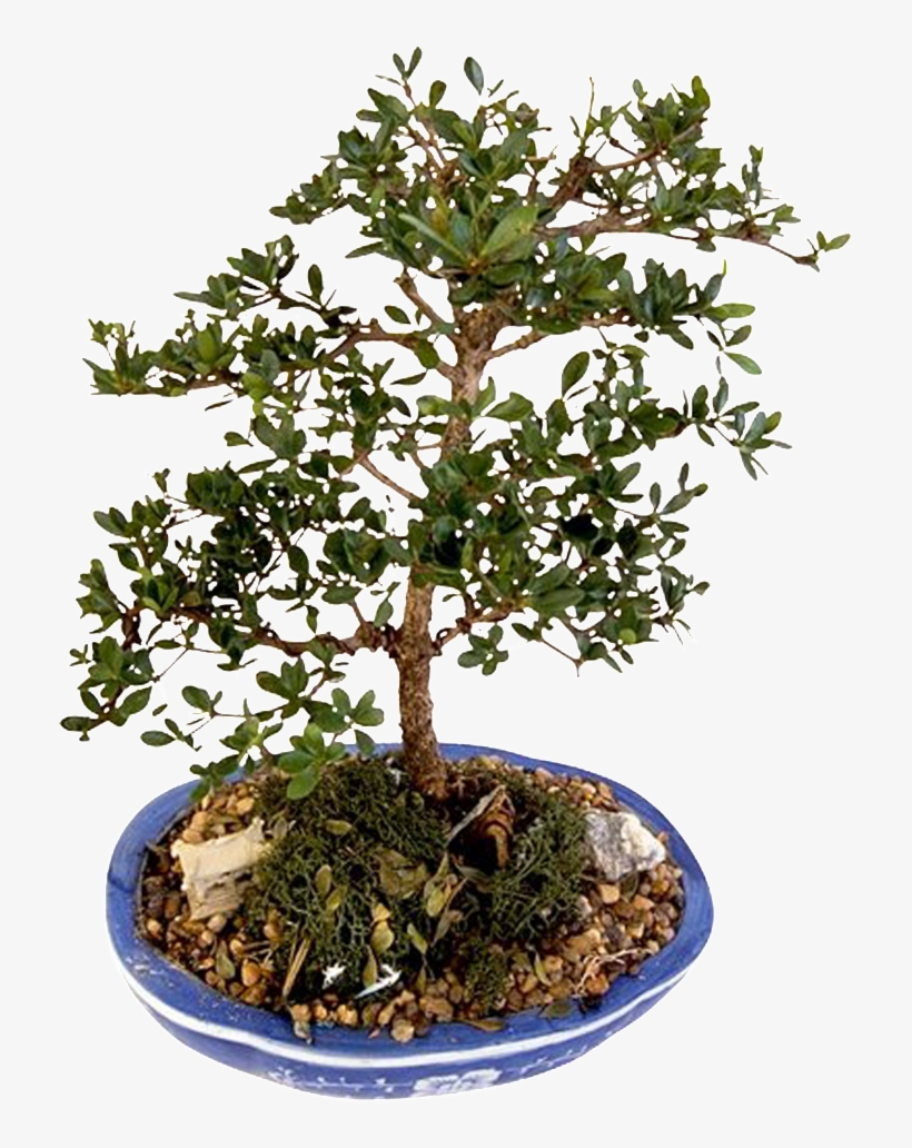 This Product Design Is Bonsai Potted Green Plants About - Bonsai, transparent png #730756