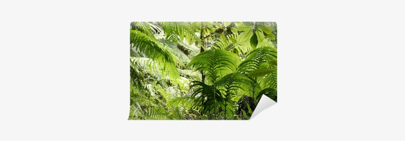 Fern, transparent png #730806
