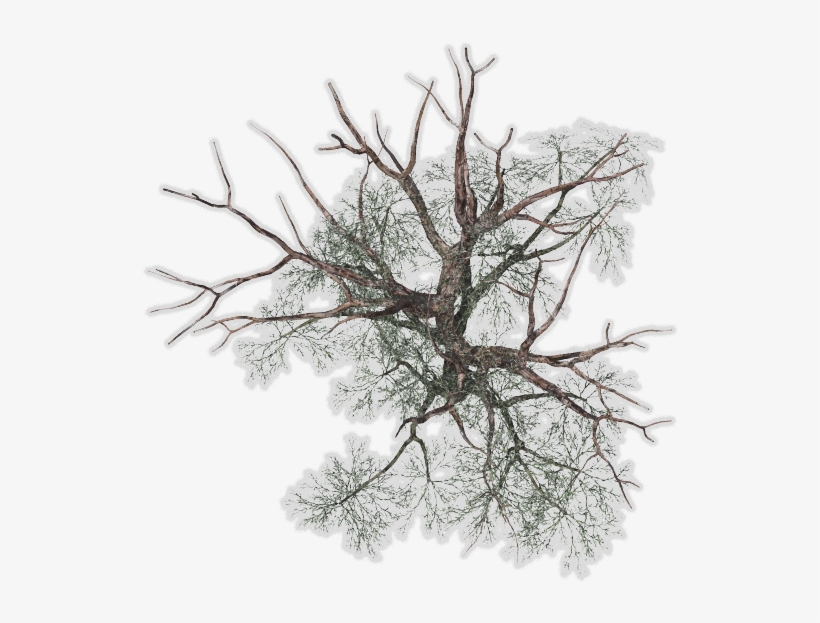 24 Mar 2009 - Tree, transparent png #731072