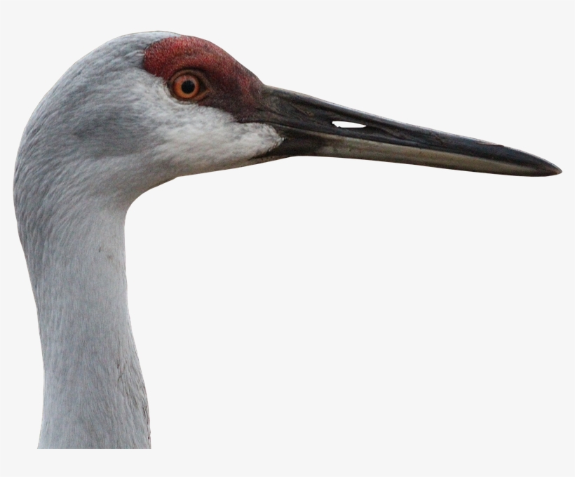 Canada Crane, Crane, Animal World, Nature, Bill, Png - Crane The Animal, transparent png #731204