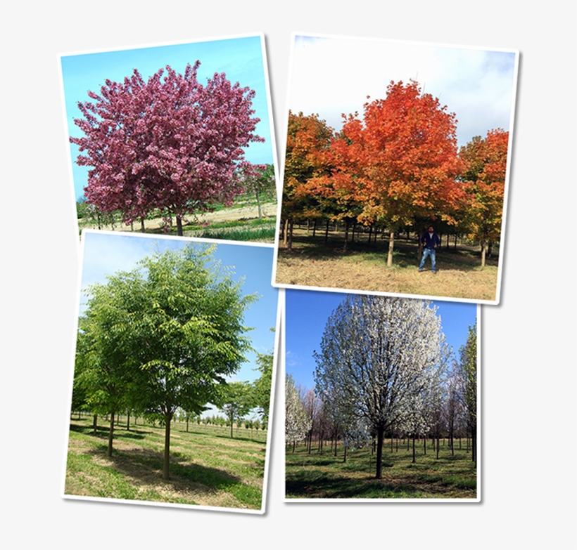 Acre Nursery Located On Maryland's Eastern Shore, We - Swamp Maple, transparent png #731324
