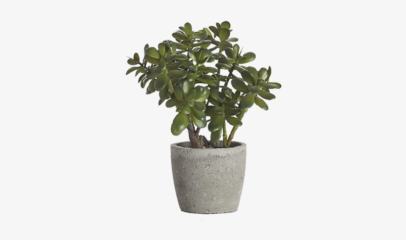 Potted Jade Plant, transparent png #731351