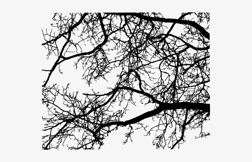 A Certified Arborist Can Be Located Online, And Also - Branch, transparent png #731401