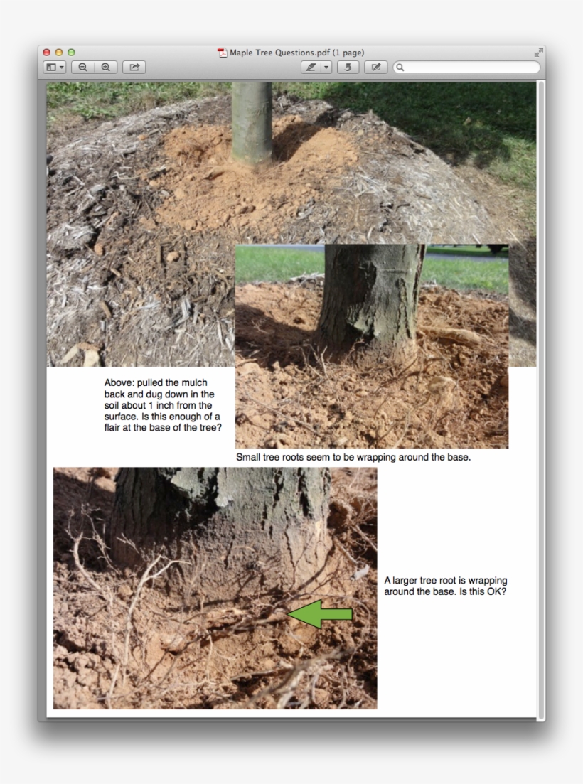 I'm Wondering If My Tree Was Planted Too Deeply, transparent png #731404
