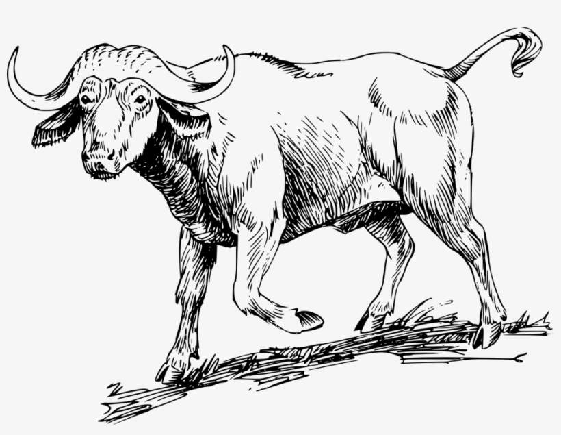 Water Buffalo American Bison African Buffalo Computer - Ox Family Words Worksheet, transparent png #731584