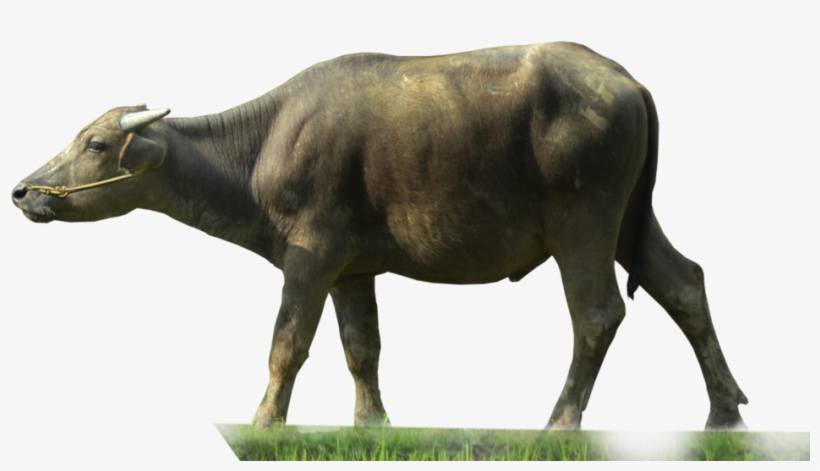Buffalo Transparent - Buffalo Png, transparent png #731610