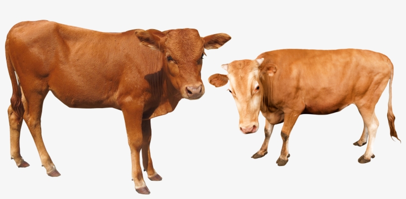 Cattle Water Buffalo - Ganado Png, transparent png #731611