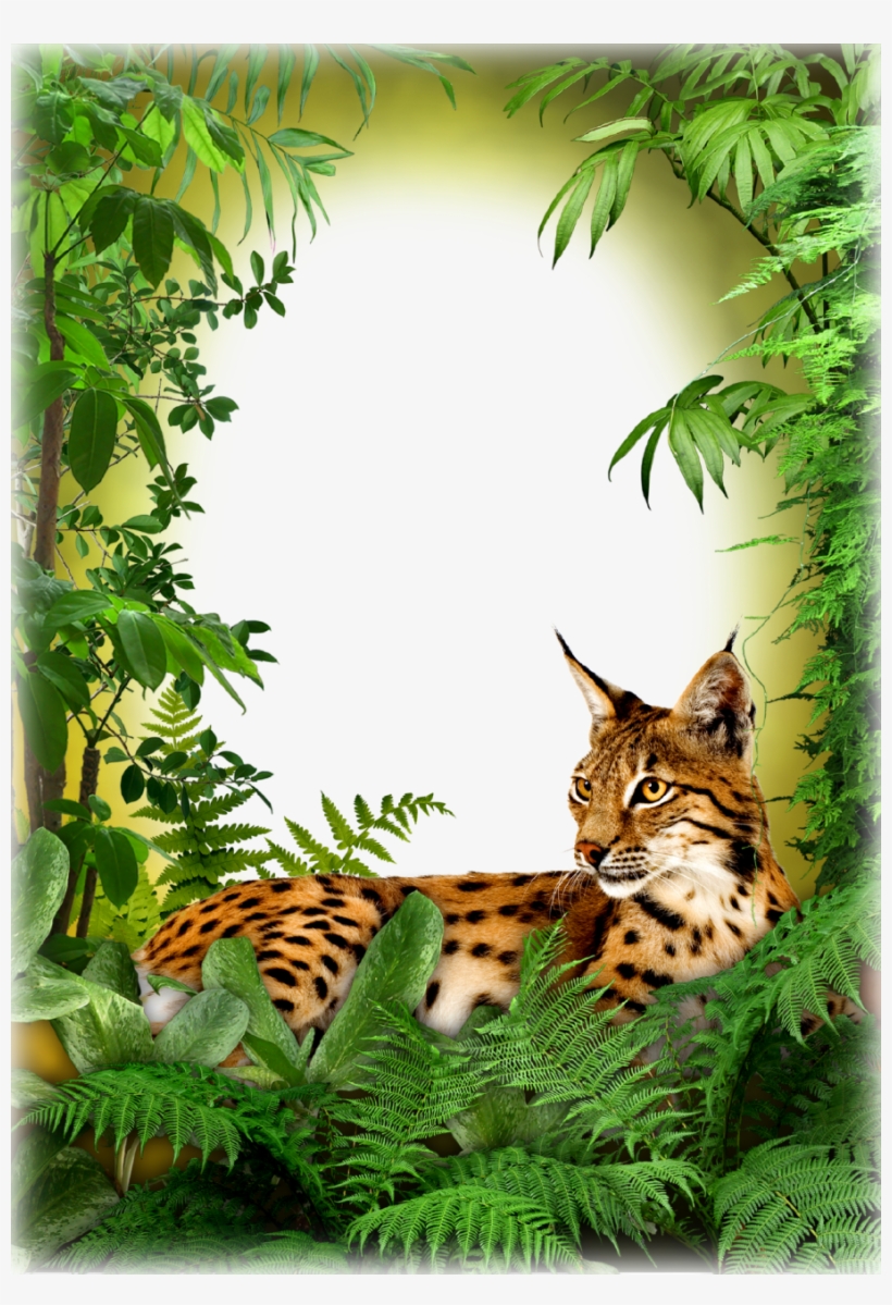 Photo Frame - Jungle Cat - Jungle Book Frame Png, transparent png #731696