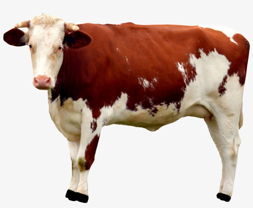 Cow Png Transparent Image - Cow Png, transparent png #731722