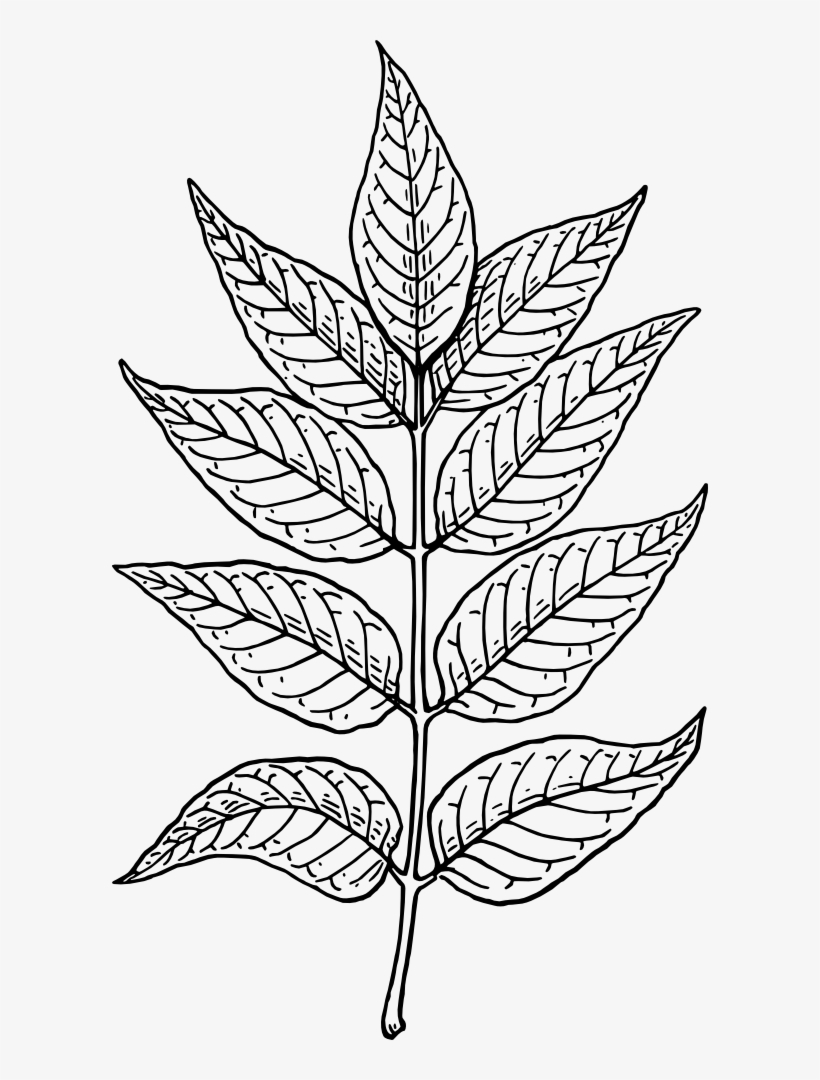 Jungle Leaf Drawing At Getdrawings - Leaves Clip Art, transparent png #731845