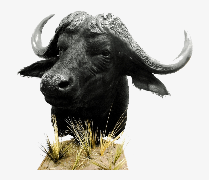 Free Png African Buffalo Png Png Images Transparent - Pennsylvania, transparent png #731907