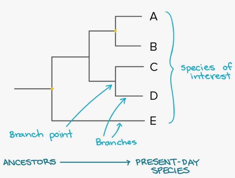 Image Modified From Taxonomy And Phylogeny - Tree Diagram, transparent png #732086