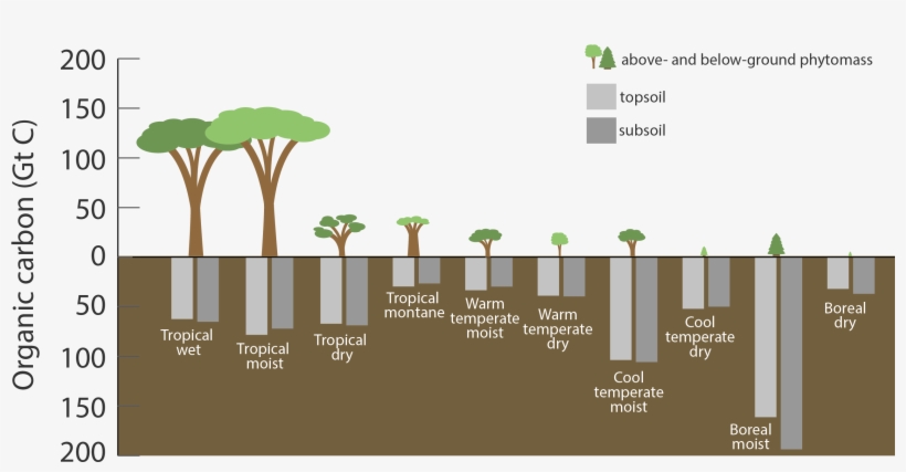 Carbon Stored In Ecosystems Shown In Gigatons Tropical - Temperate Climate, transparent png #732480