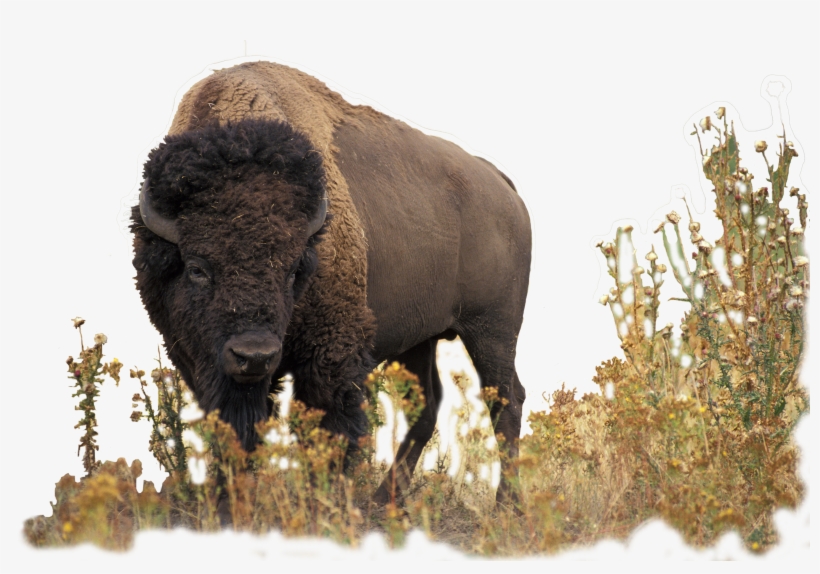 Buffalo - Bison And The Butterfly, transparent png #732522