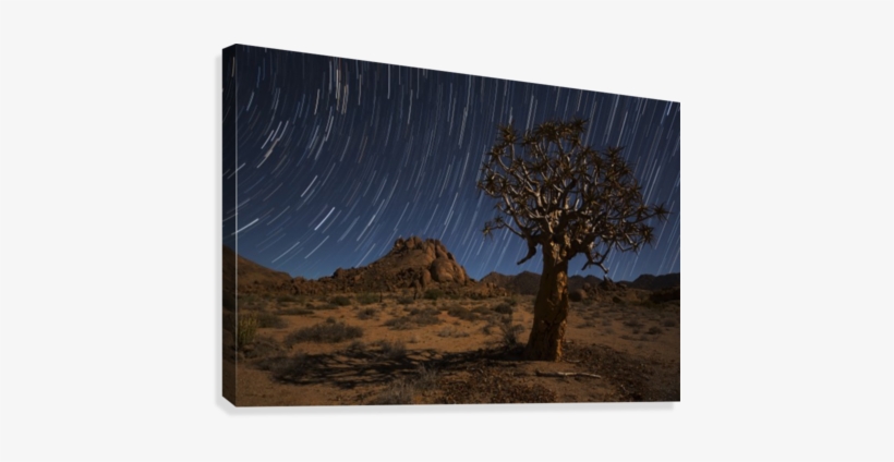 Star Trails Above A Quiver Tree In Richtersveld National - Star Trails Above A Quiver Tree (kokerboom, transparent png #732564