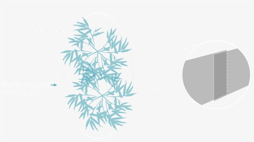 Top Of Deeproot Barrier Must Be Approximately 2" Above - Red Pine, transparent png #732580