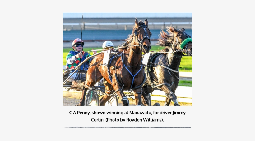 C A Penny, The Well Performed Blenheim Trained Mare - Harness Racing, transparent png #736016