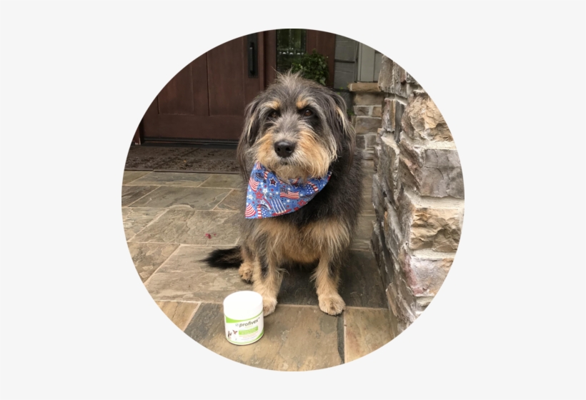 This Beautiful Girl Is "penny" - Morkie, transparent png #736422