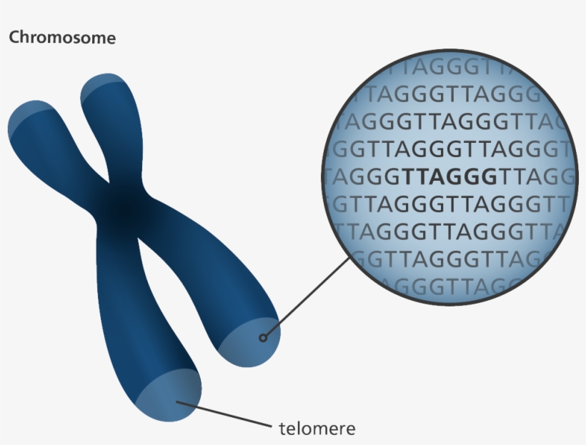 Illustration Showing The Position Of Telomeres At The - Chromosome Telomeres, transparent png #736508