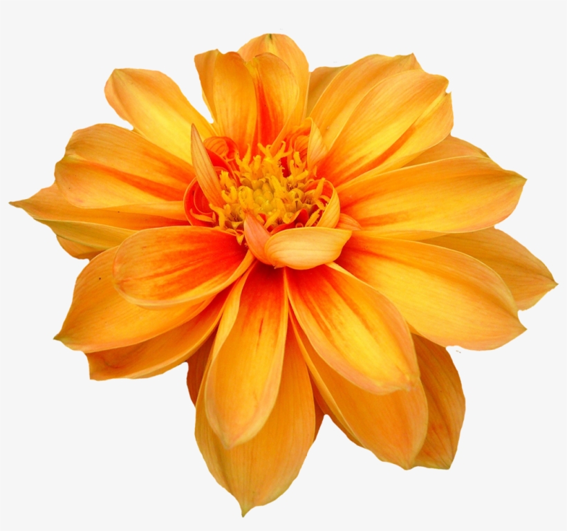 Dahlia Flower Png Orange Transparent Image Png Images - Transparent Background Flower Png, transparent png #736704