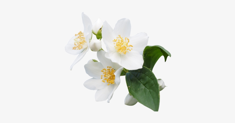 Png Jasmine Flower Transparent Jasmine Flower - Ancient Wisdom Jasmine Dilute Essential Oil - 10ml, transparent png #736803