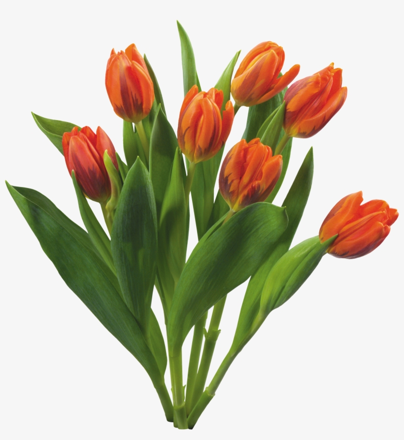 Bouquet Flowers Png - Love Tulips Beautiful Spring Flowers Set, transparent png #737198