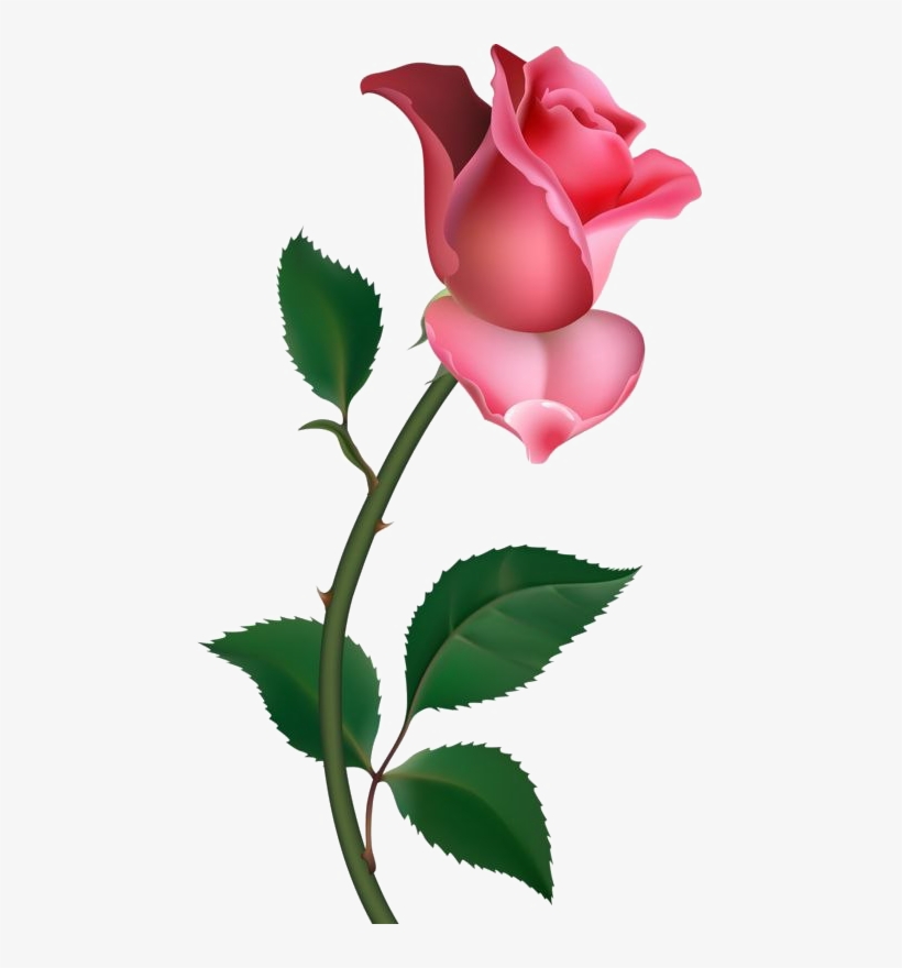 picture Single Rose Png Clipart single rose png pic clip art rose