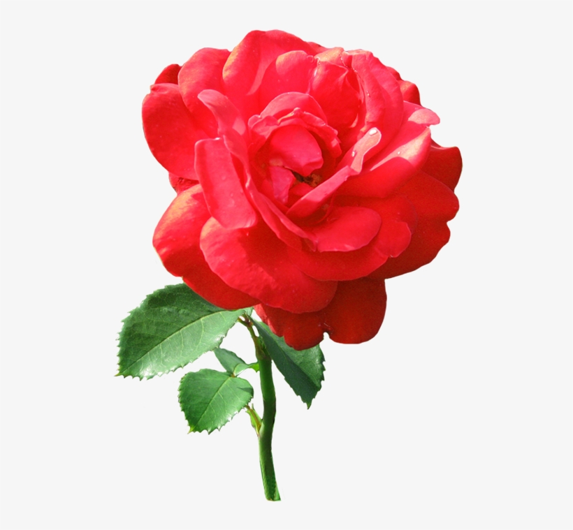 Single Red Rose With Dew Drops - Rose Clip Art, transparent png #737286