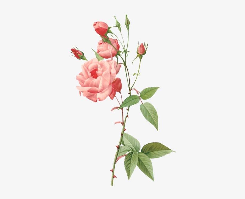 Rosa Indica Vulgaris Poster Print By Pierre Redoute, transparent png #737288