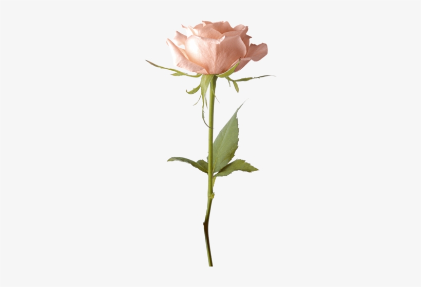 Single Pink Rose Png, transparent png #737666