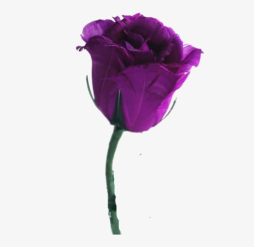 Single Stem Rose Png For Kids - Green And Purple Rose - Free