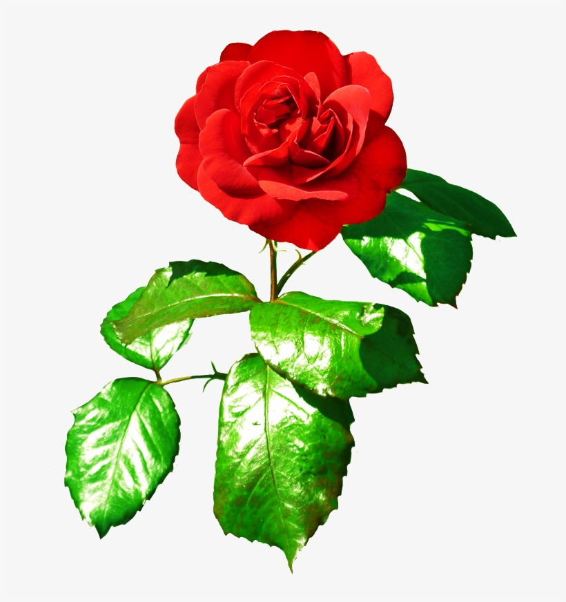 Red Red Rose With Leaves - Single Red Rose With Leaf, transparent png #737978