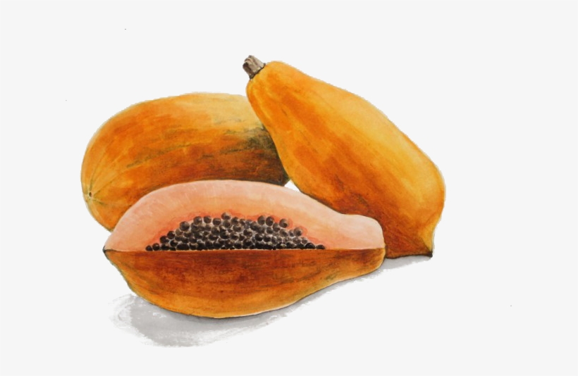 Papaya Drawing Watercolor - Watercolour Papaya, transparent png #738464