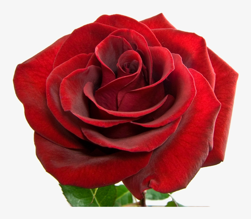 She Has Also Left Us With Quite A Legacy - Floribunda, transparent png #738515