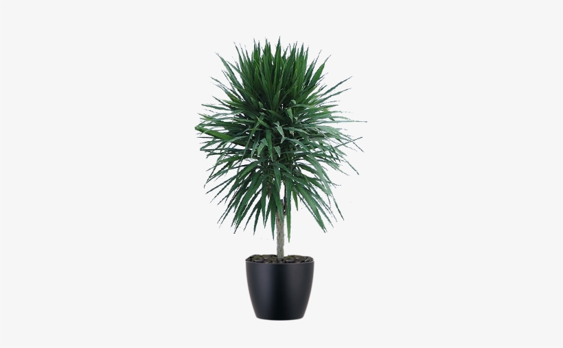 Standard Form Dracaena Tarzan Plant In Black Pot - Flowerpot, transparent png #738657