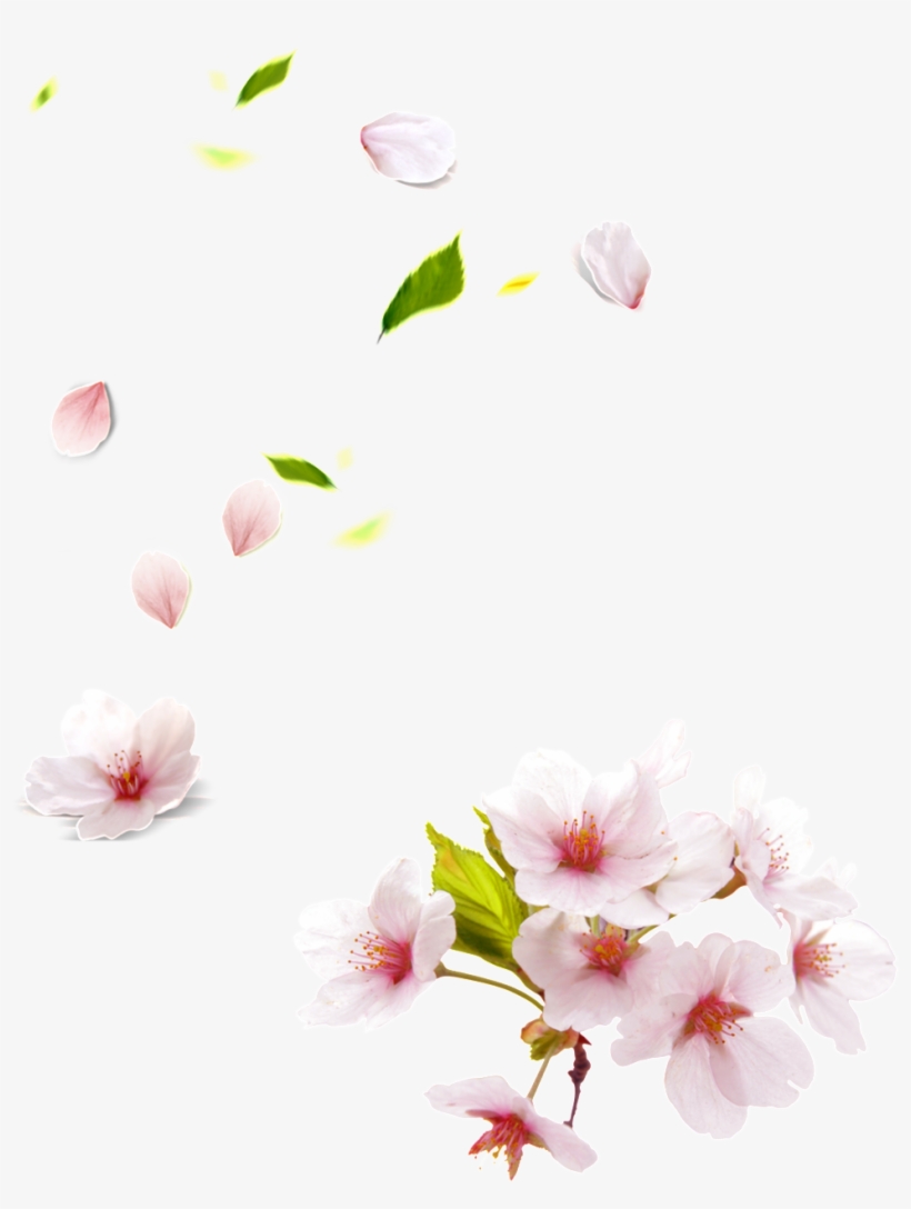 Este Gráficos Es Pink Papaya Pétalo De Flor Elemento - Peach Blossom Png, transparent png #738803